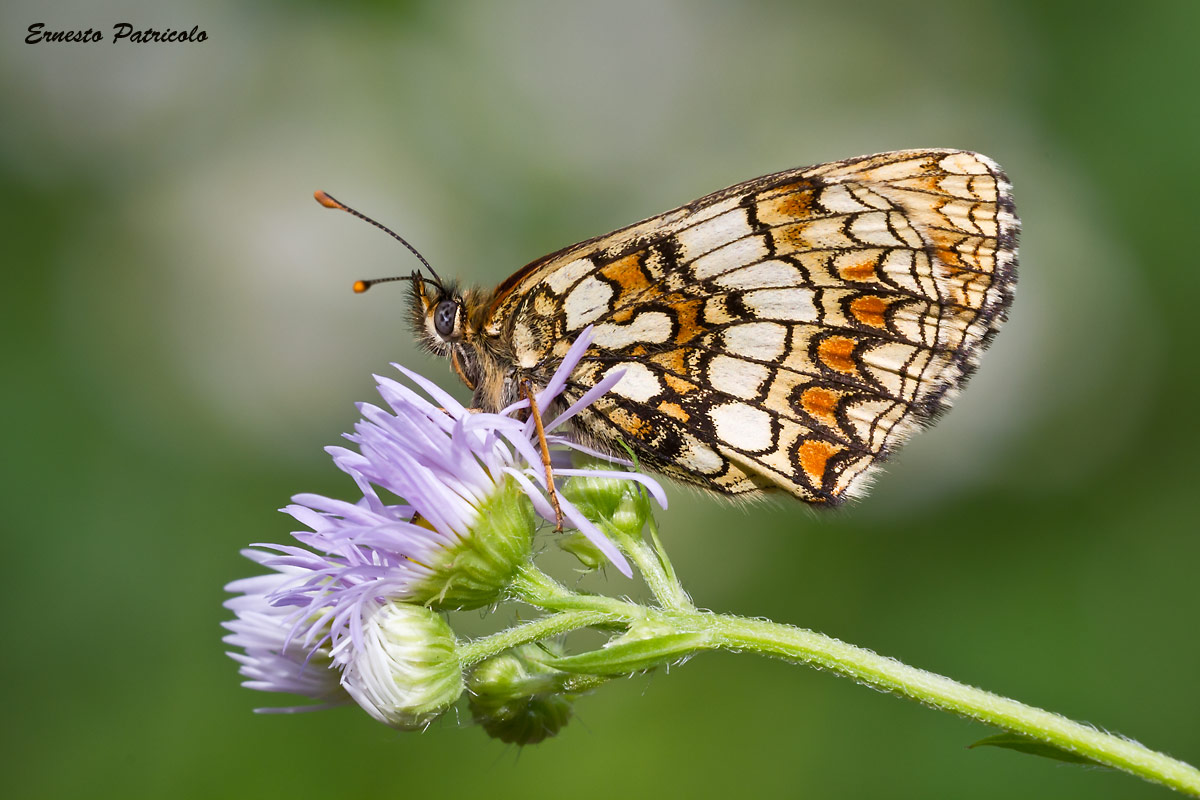 farfalla da identificare